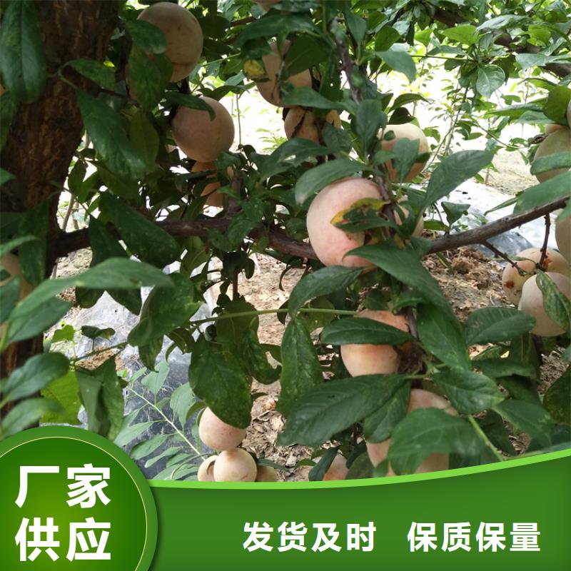 李子蘋果苗廠家實力雄厚