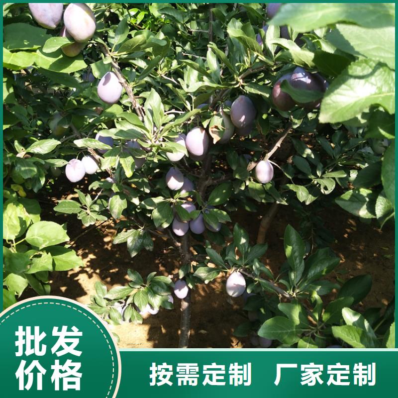 李子蘋果苗交貨準時