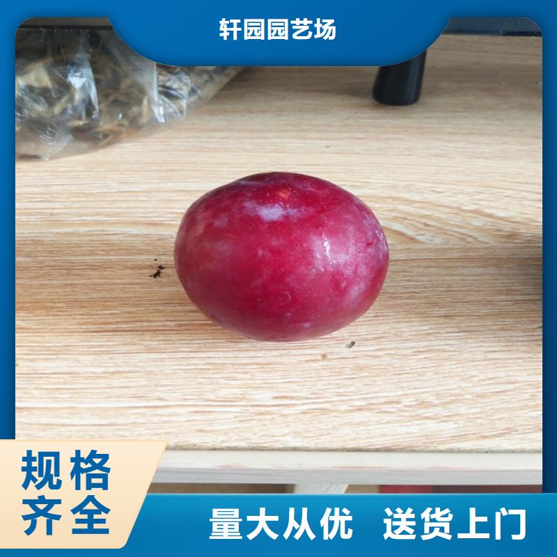 李子蘋果苗廠家實(shí)力雄厚