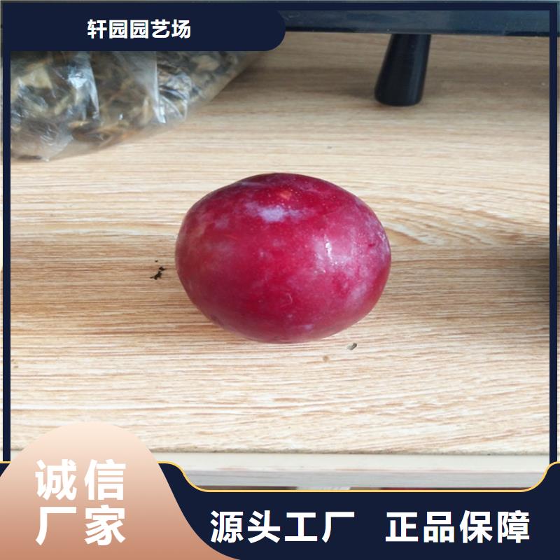 李子梨樹苗優(yōu)選原材
