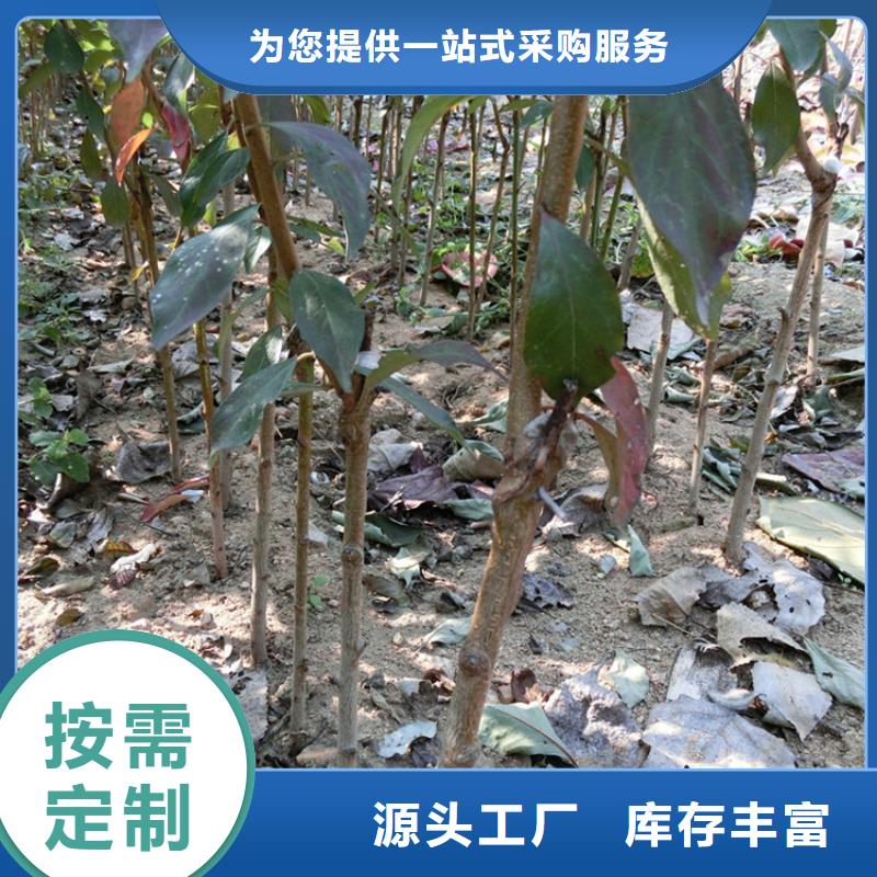李子【石榴樹】廠家實力雄厚
