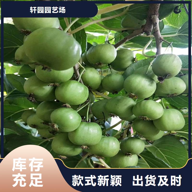 獼猴桃,櫻桃苗真實拍攝品質可靠