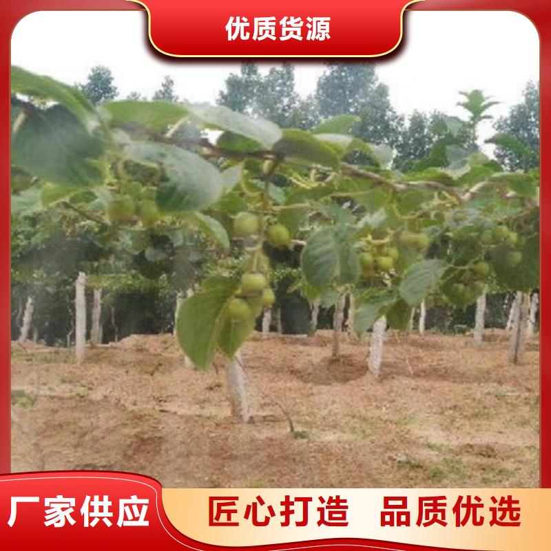獼猴桃櫻桃苗物流配送
