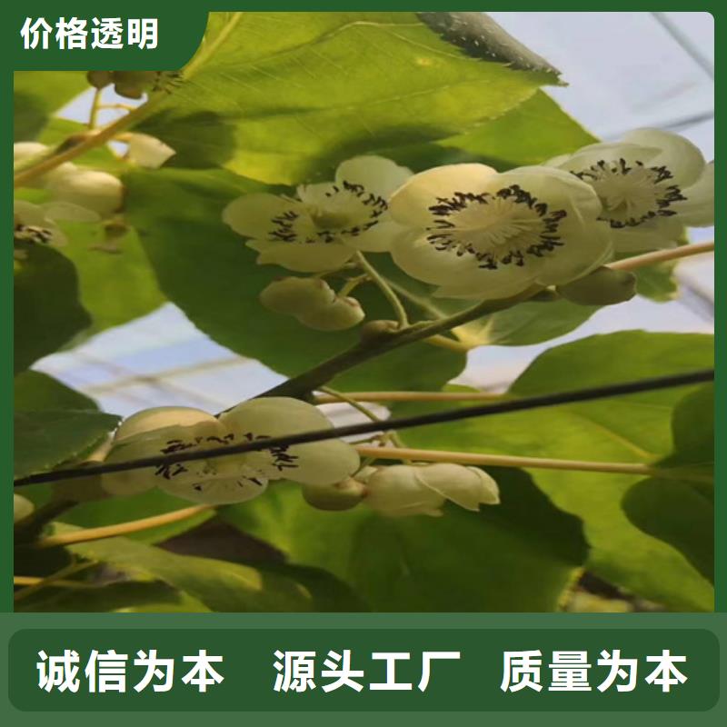 獼猴桃櫻桃苗工廠采購