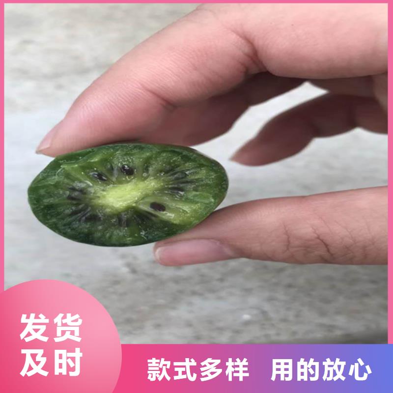 獼猴桃北美冬青實力公司