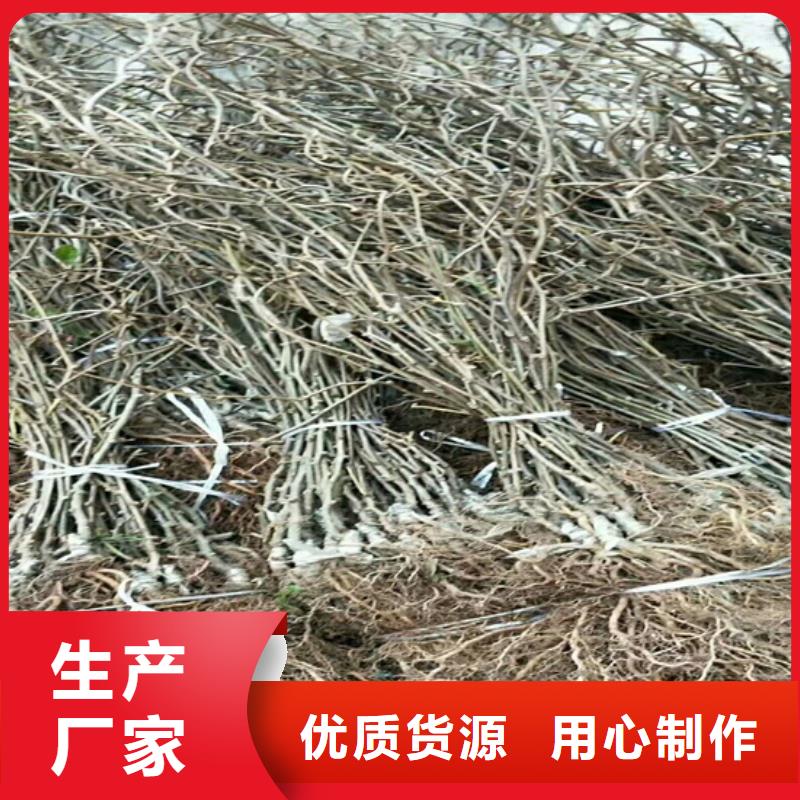 獼猴桃櫻桃苗工廠采購