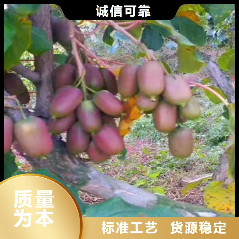 【獼猴桃蘋果苗優質貨源】
