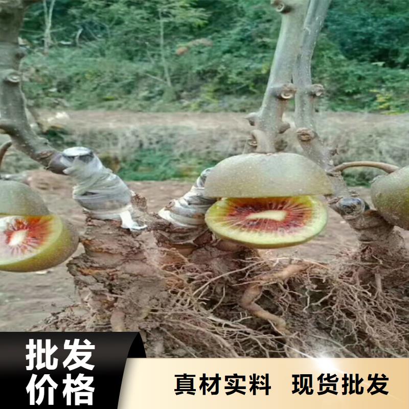 獼猴桃櫻桃苗物流配送