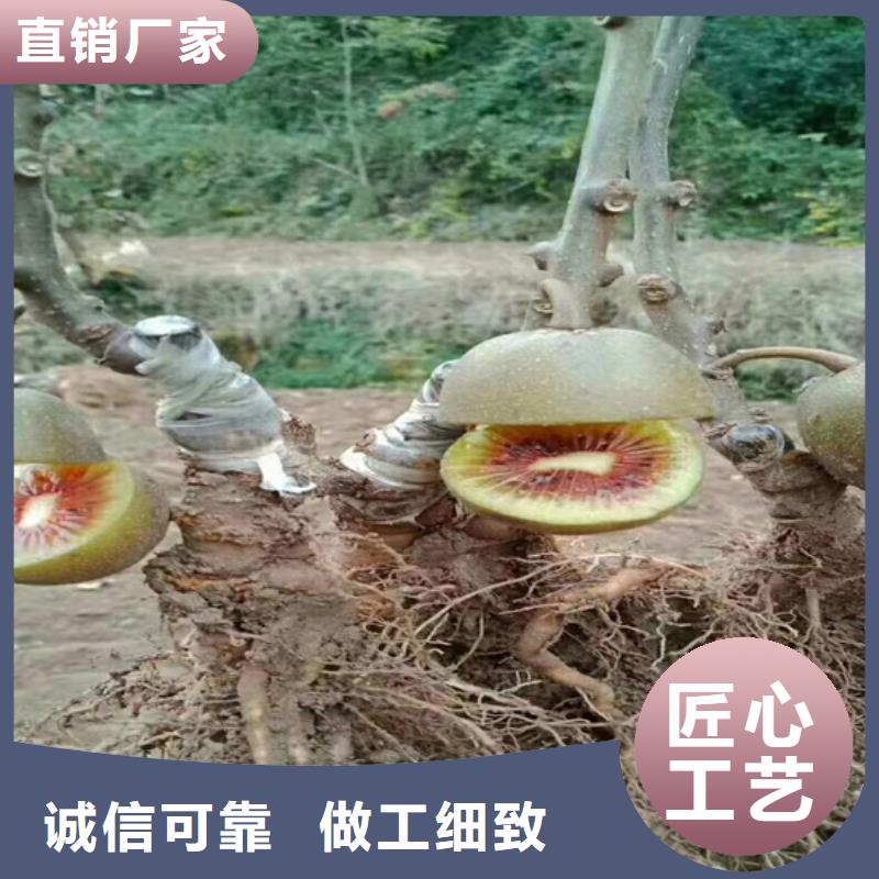 獼猴桃櫻桃苗物流配送