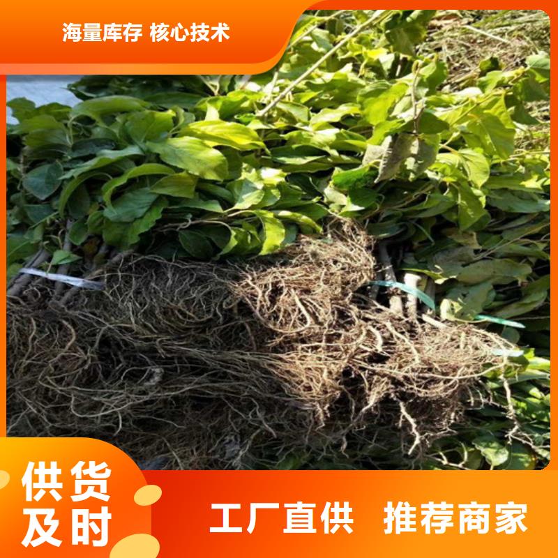 獼猴桃無花果苗專注品質