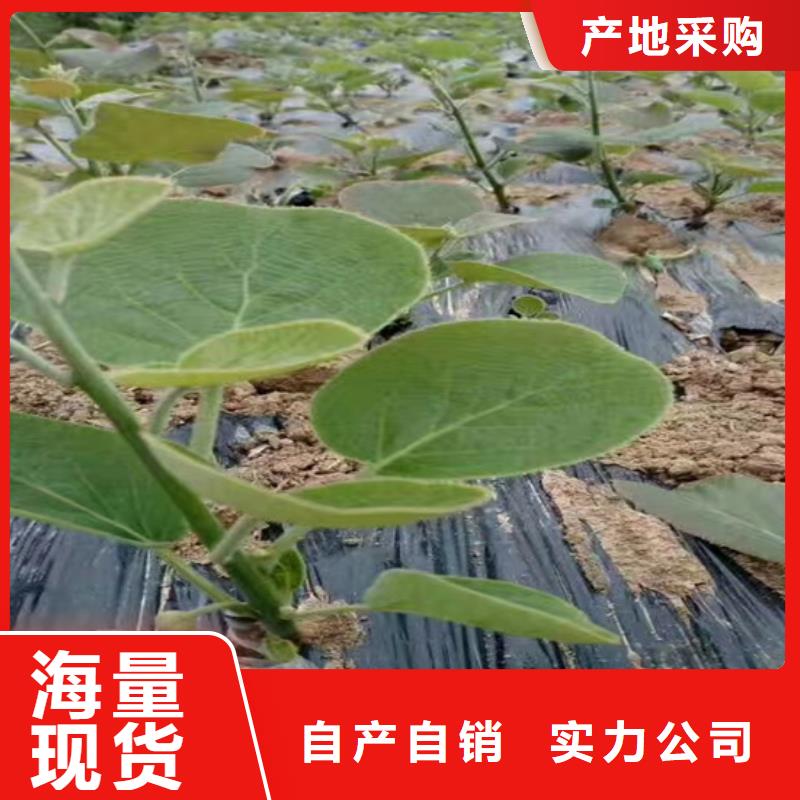 獼猴桃櫻桃苗物流配送