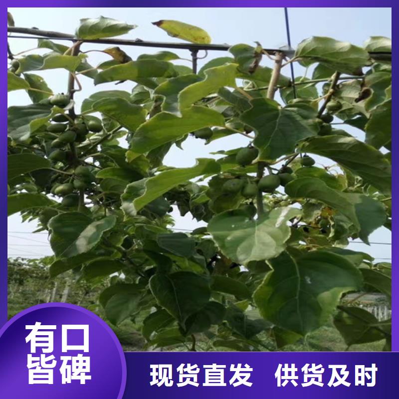 獼猴桃櫻桃苗工廠采購