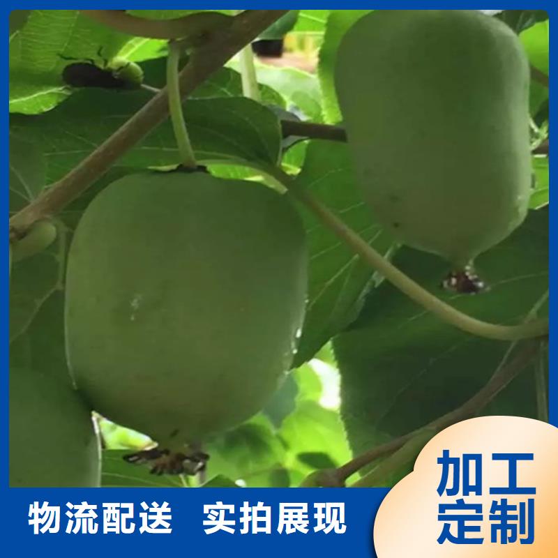 【獼猴桃蘋果苗優質貨源】
