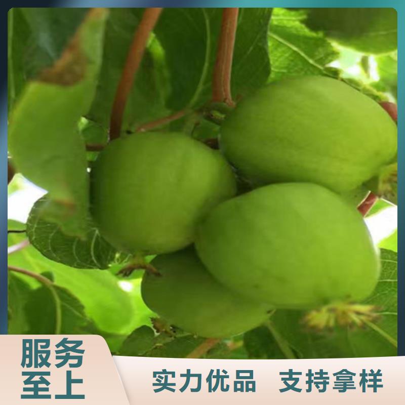 獼猴桃櫻桃苗物流配送