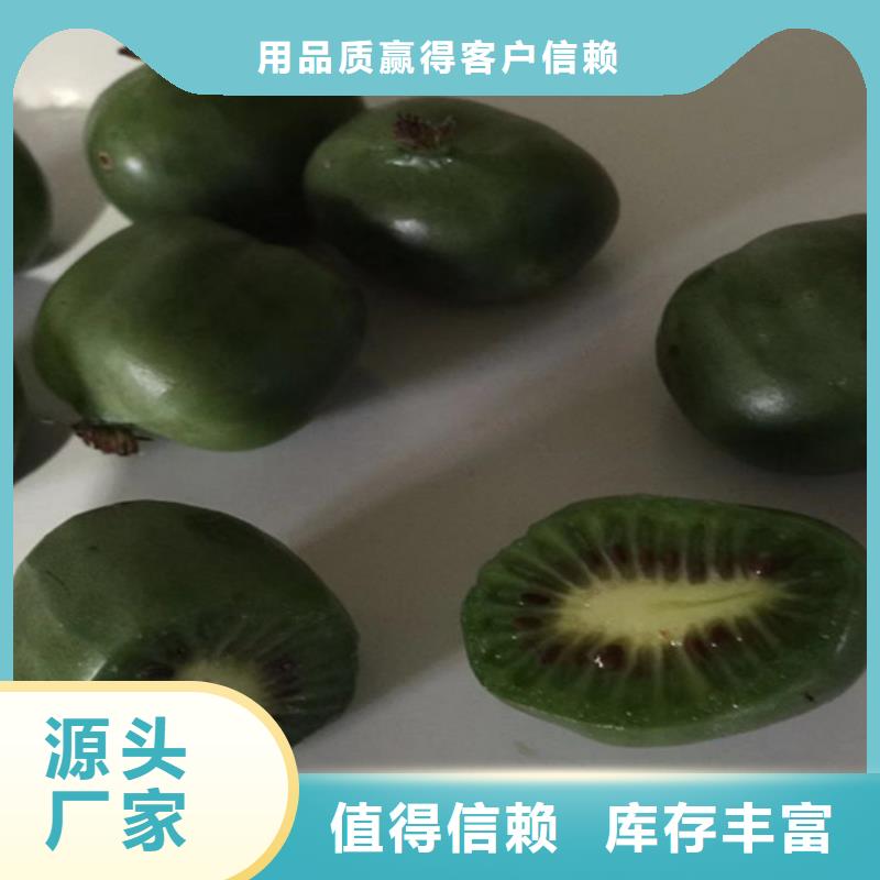 獼猴桃無花果苗專注品質