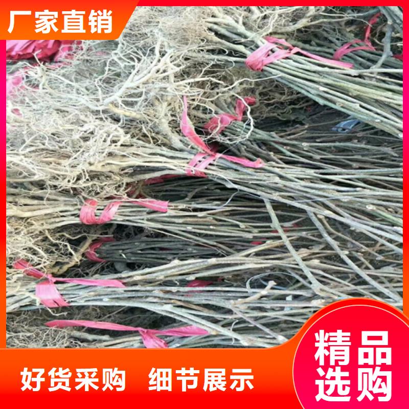 獼猴桃櫻桃苗物流配送