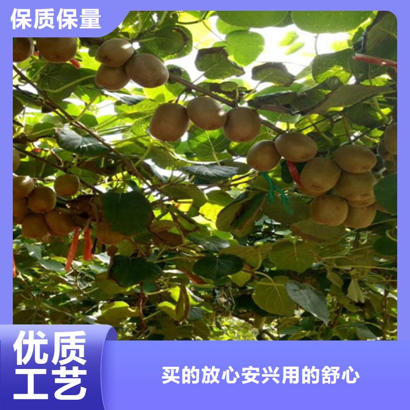 【獼猴桃蘋果苗優質貨源】