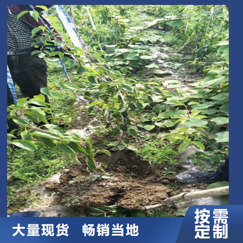 獼猴桃櫻桃苗物流配送