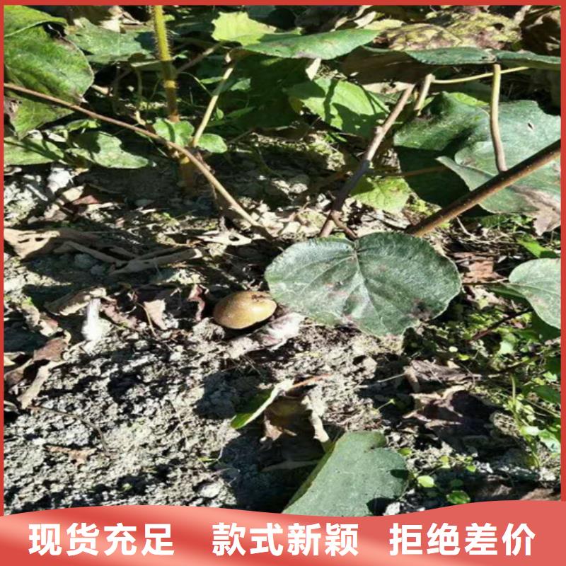 獼猴桃櫻桃苗工廠采購