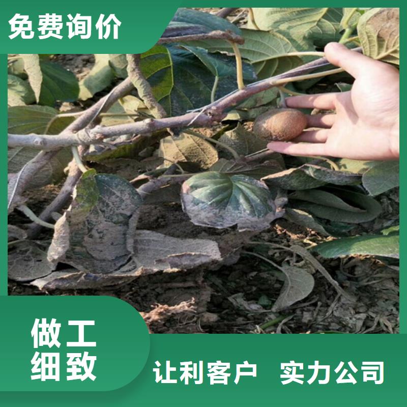 獼猴桃櫻桃苗物流配送