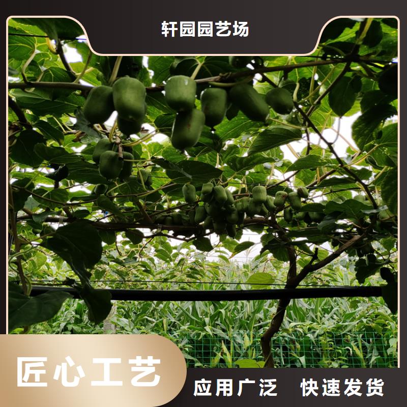 獼猴桃,櫻桃苗真實拍攝品質可靠
