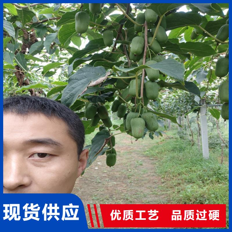 獼猴桃北美冬青實力公司
