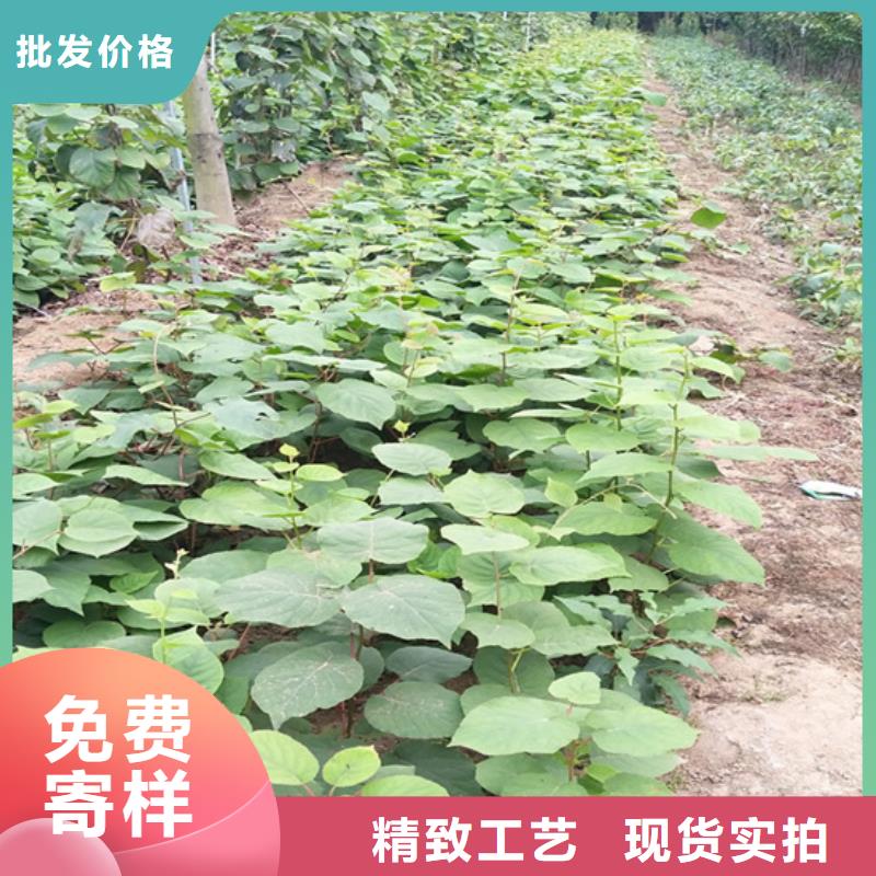 【獼猴桃蘋果苗優質貨源】