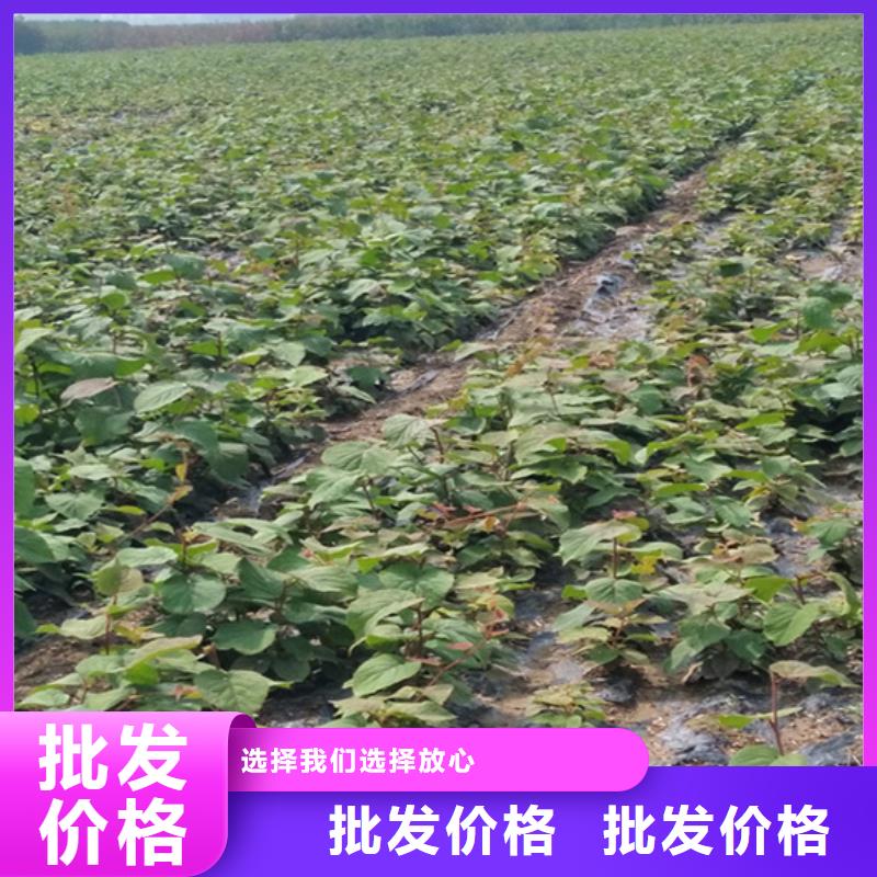 獼猴桃,櫻桃苗真實拍攝品質可靠