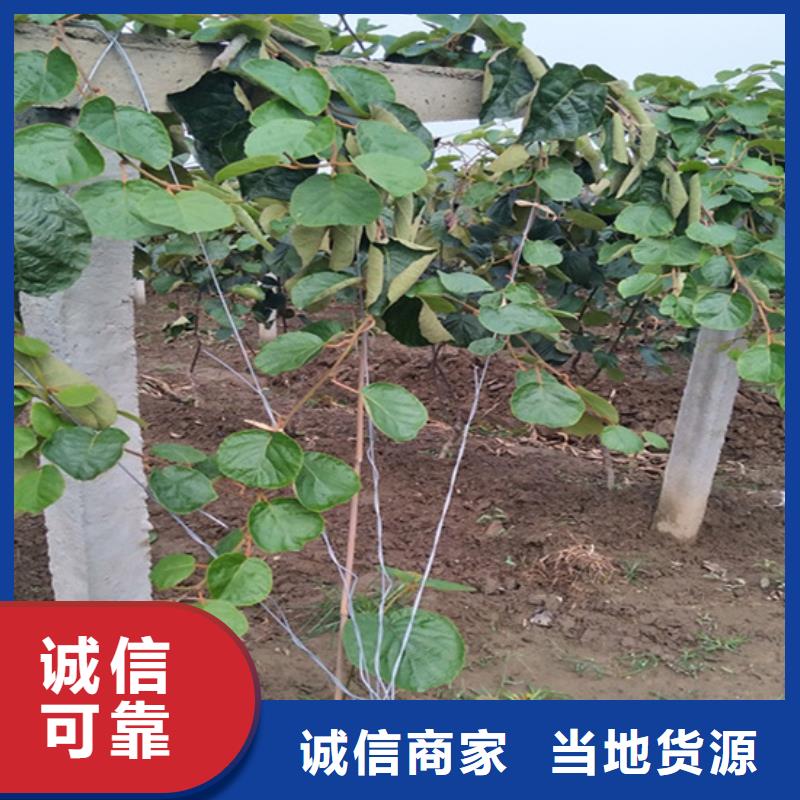 獼猴桃櫻桃苗無中間商廠家直銷