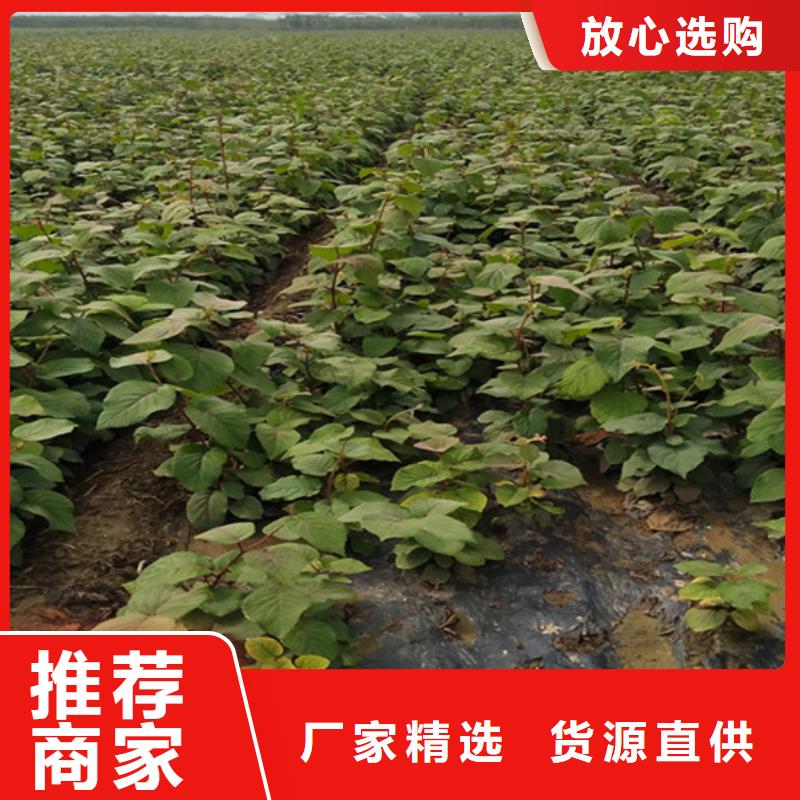獼猴桃,櫻桃苗真實拍攝品質可靠
