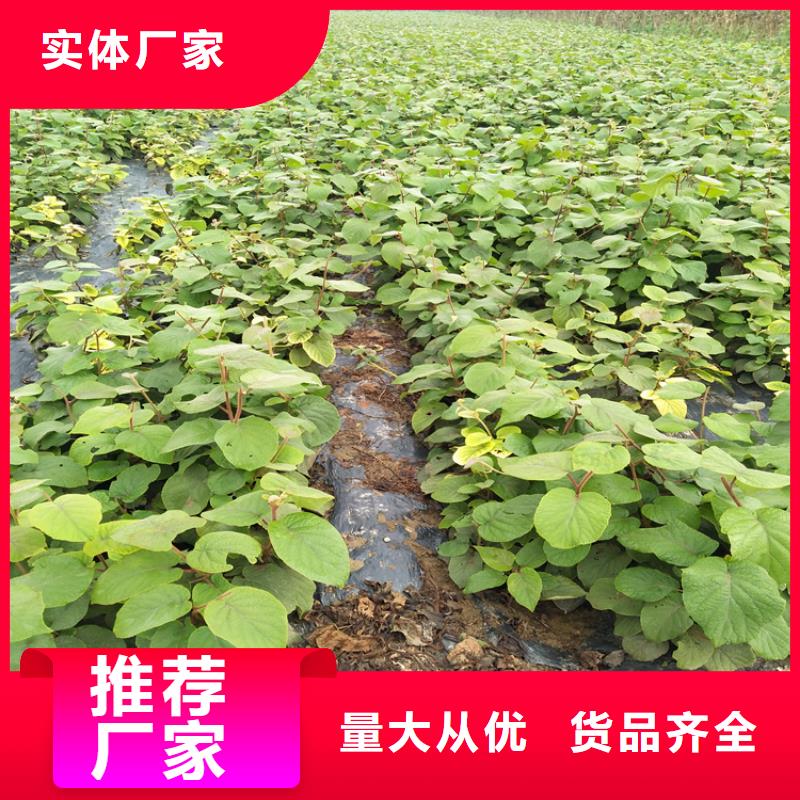 獼猴桃無花果苗專注品質