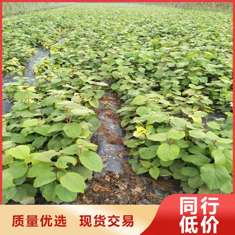 獼猴桃櫻桃苗無中間商廠家直銷