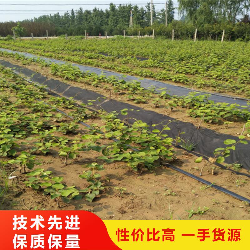 獼猴桃無花果苗專注品質