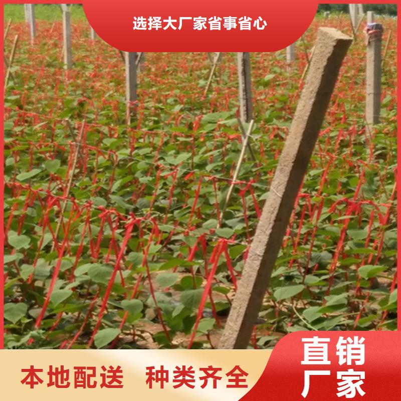 【獼猴桃蘋果苗優質貨源】
