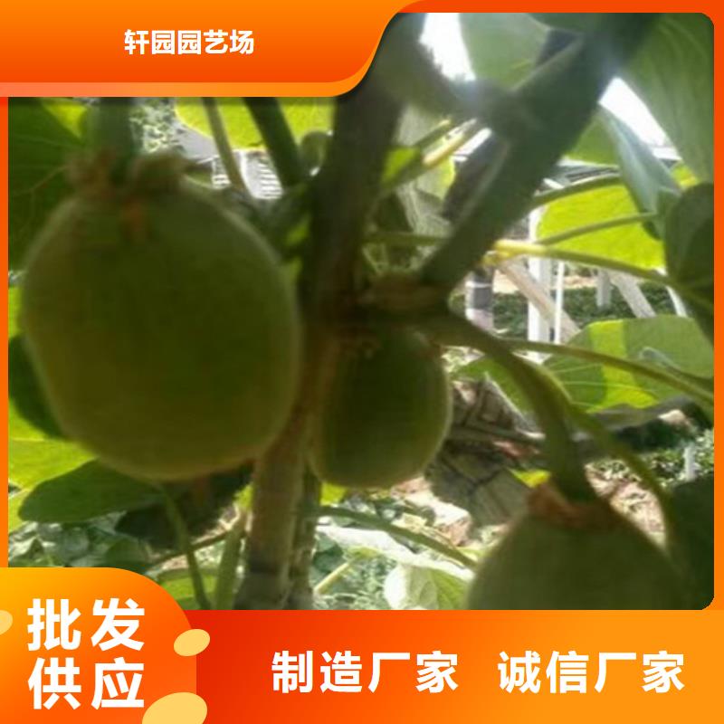 獼猴桃北美冬青實力公司