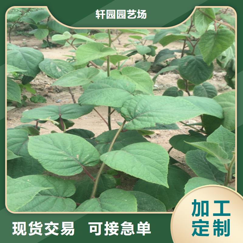 獼猴桃櫻桃苗物流配送