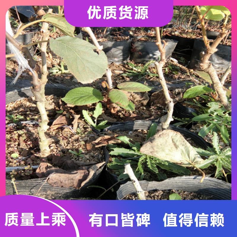 獼猴桃櫻桃苗工廠采購