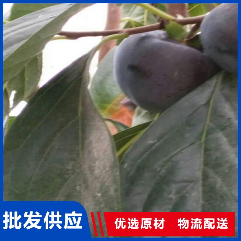 柿子-櫻桃苗市場(chǎng)行情