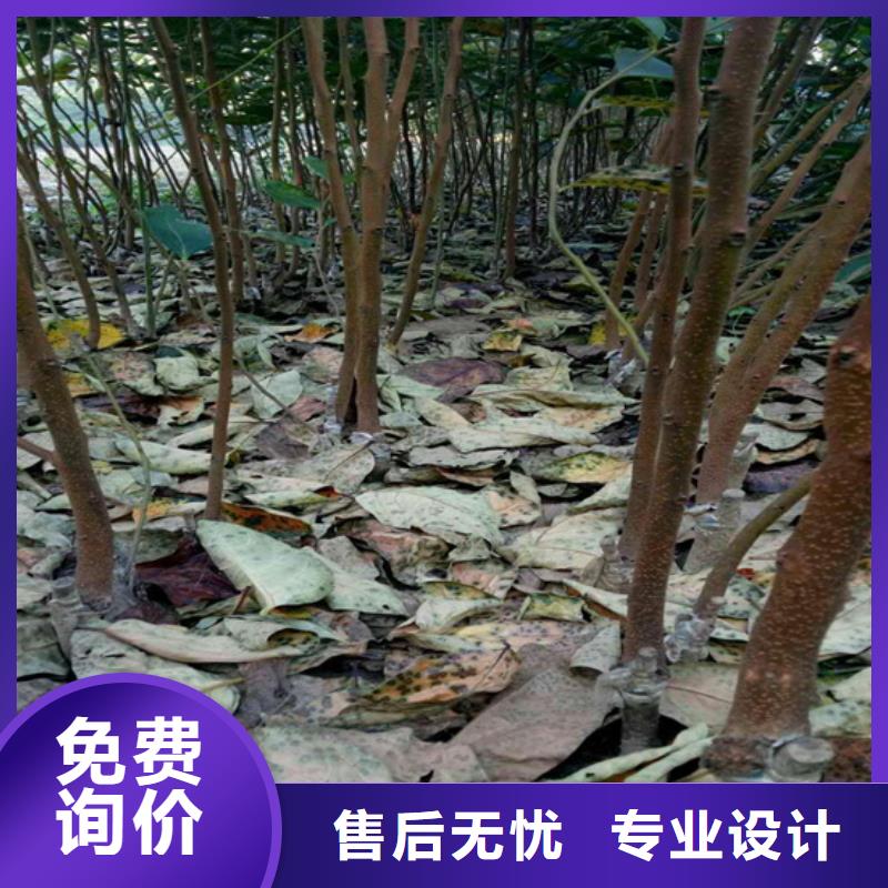 柿子櫻桃苗優質原料
