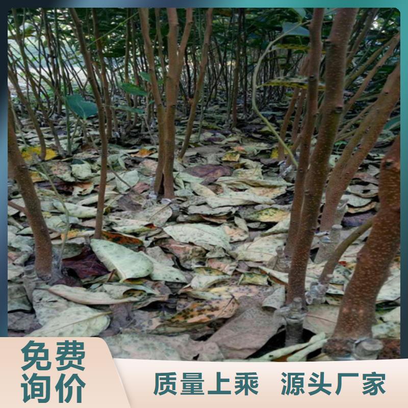 柿子-櫻桃苗市場(chǎng)行情