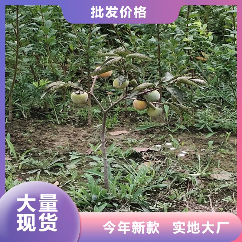 柿子無花果苗好產品價格低