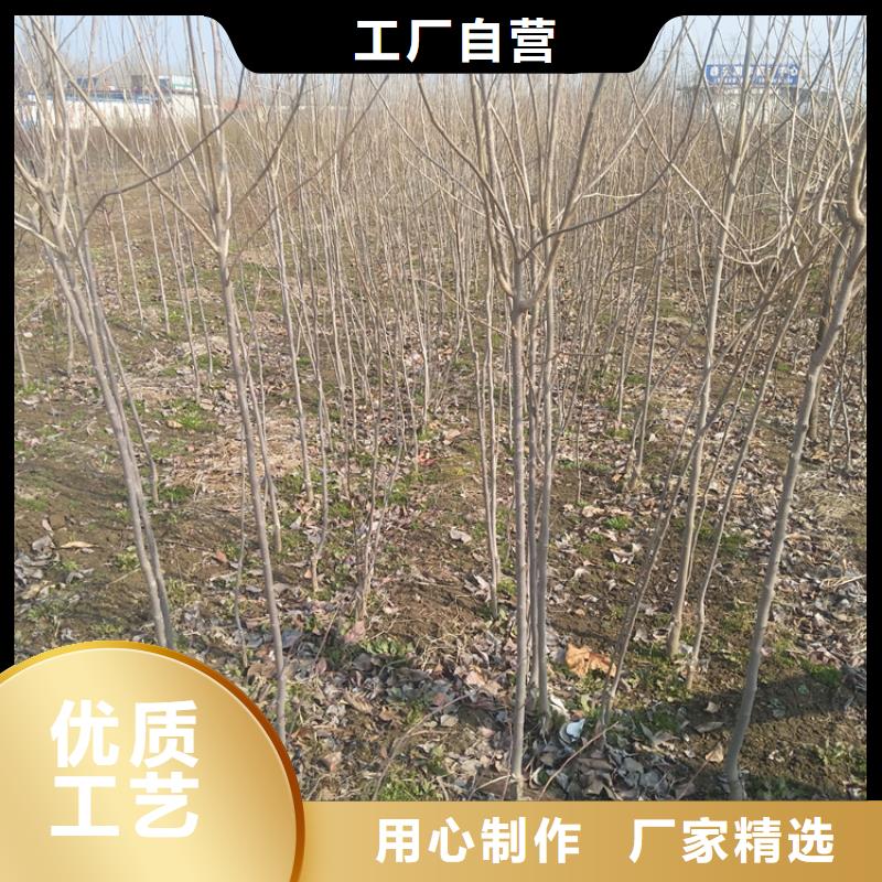 柿子【櫻桃苗】質量無憂