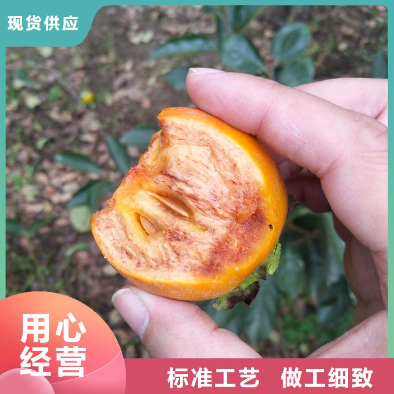 柿子櫻桃苗產品優良