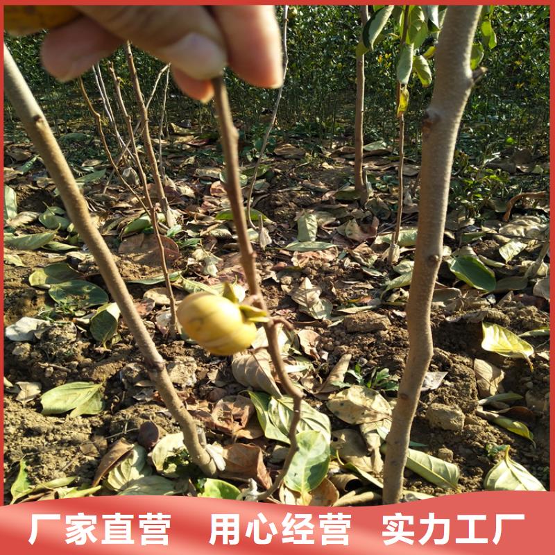 柿子桃樹苗貨源足質量好