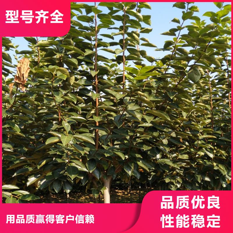 柿子櫻桃苗產品優良