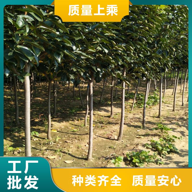 柿子_無花果苗優選貨源
