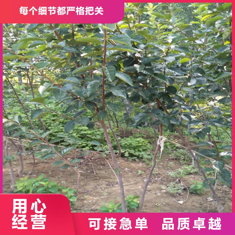 【柿子,桃樹苗0中間商差價】