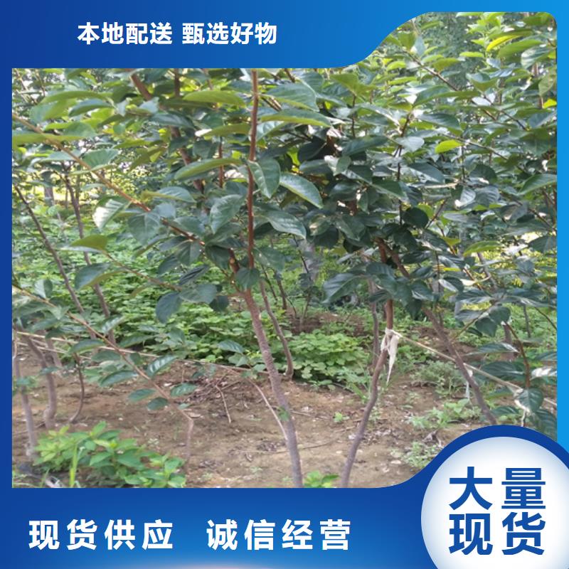 柿子櫻桃苗產品優良