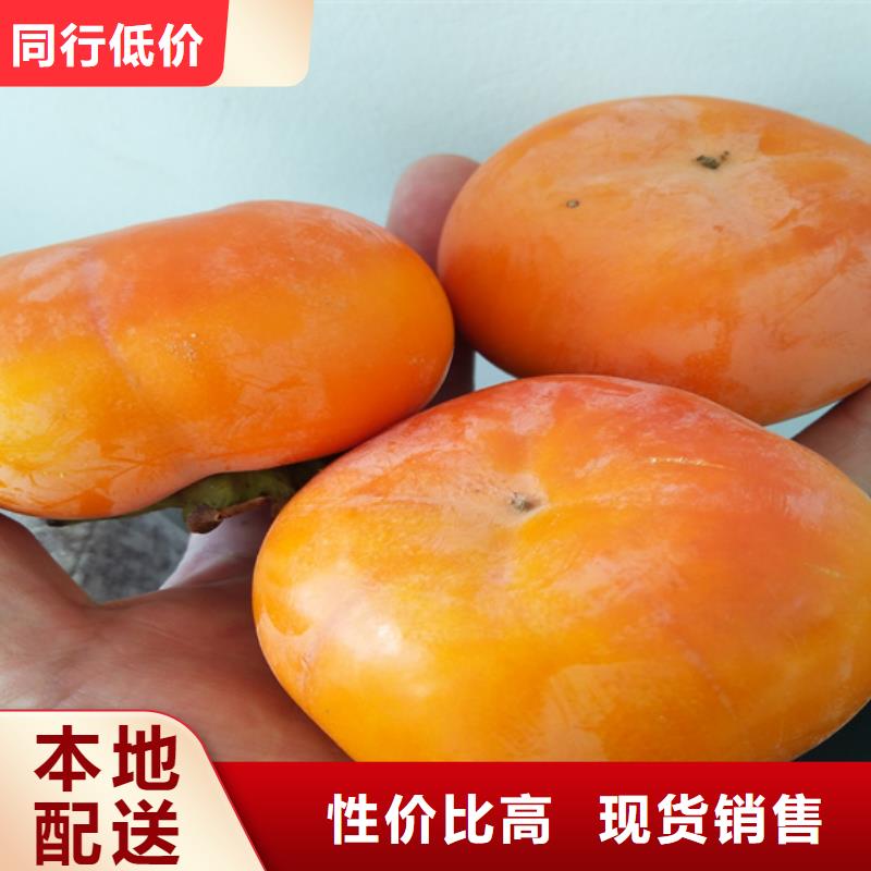 柿子無花果苗好產品價格低