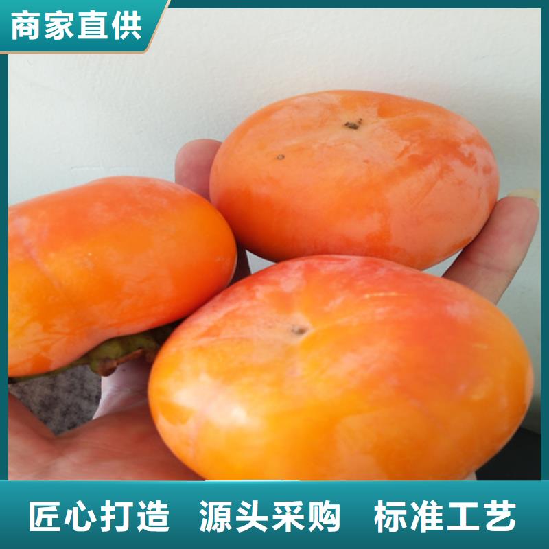 柿子【櫻桃苗】質量無憂